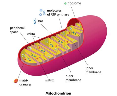 Functions of Mitochondrial DNA - Biology Wise