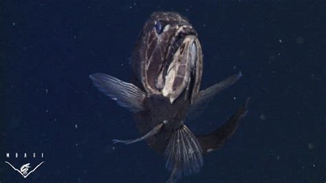 Fangtooth fish observed in Monterey Bay - MBARI