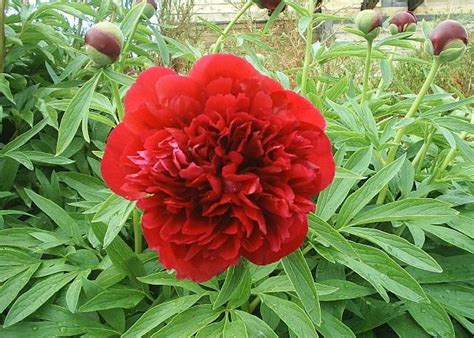 Пионы в ландшафтном дизайне, фото