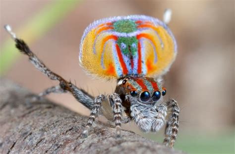 Showtime! Peacock spider puts on amazing mating dance - NBC News