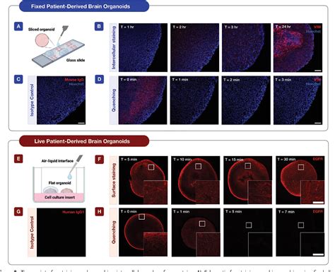 Figure From Live Organoid Cyclic Imaging Semantic Scholar