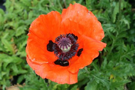 Quelle est la différence entre le coquelicot et le pavot