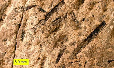 Woosters Fossil Of The Week A Biserial Graptolite Middle Ordovician