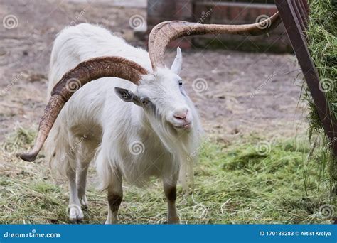 Beautiful White Goat With Big Horns Eats Grass Stock Image Image Of