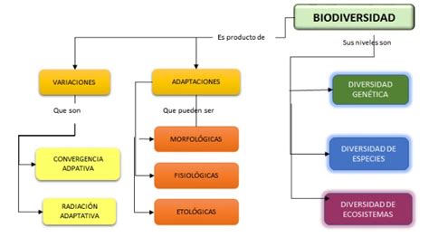 Biodiversidad En M Xico Mapa Conceptual Shibaswap Hot Sex Picture