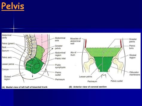 Anatomy 210 Abdomen And Pelvis For Semester Ii Year 2012 2013