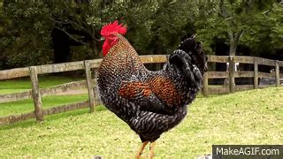 Rooster Crowing Compilation Plus - Rooster crowing sounds Effect on ...