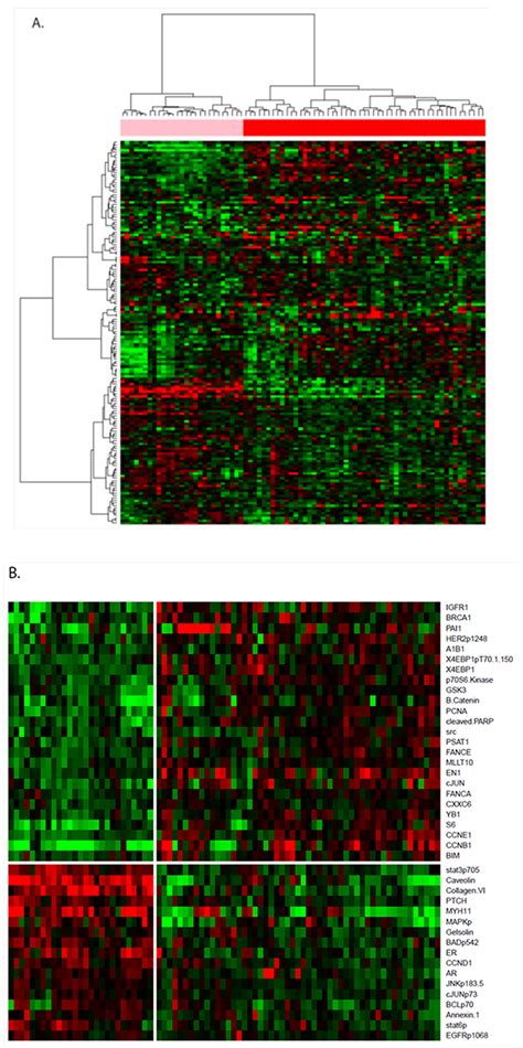 Reverse Phase Protein Array Identification Of Triple Negative Breast