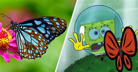 Spongebob Squarepants Butterfly