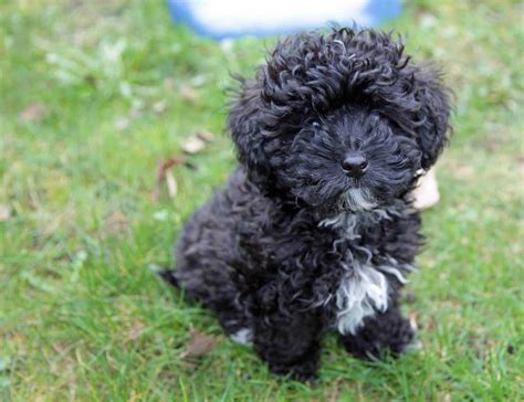 Havapoo (Havanese Poodle Mix) | Dog Info, Temperament, Puppies & Pics