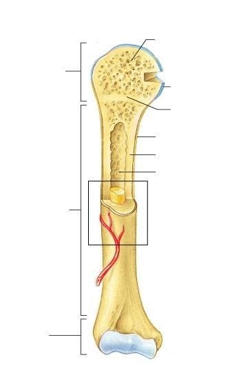 Print Exercise Overview Of The Skeleton Classification And