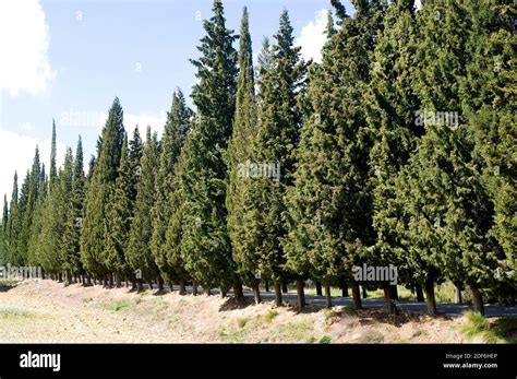 Mediterranean Or Italian Cypress Cupressus Sempervirens Is A