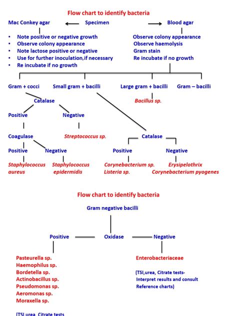 Flow Chart For Bacterial Identification | PDF