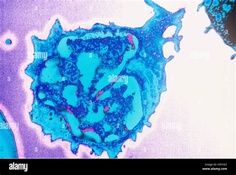 Linfocito microscopia electrónica fotografías e imágenes de alta