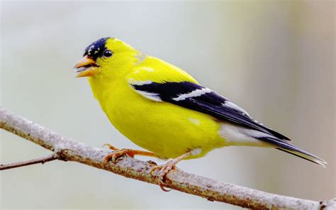 What Do Goldfinches Eat In The Wild And Gardens Birds And Wild