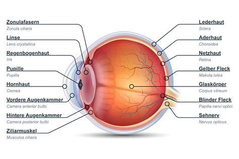 Das Auge Aufbau Funktion Kuratorium Gutes Sehen E V