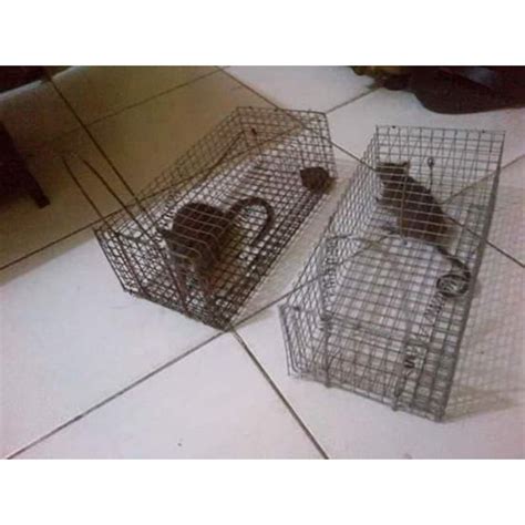 Jual perangkap tikus | Shopee Indonesia