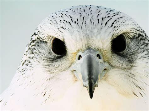 Peregrine Falcon Beak