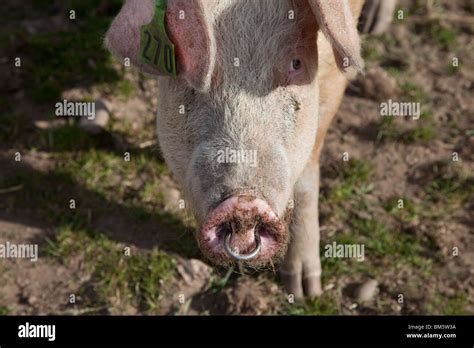 American Landrace Piglet Hi Res Stock Photography And Images Alamy