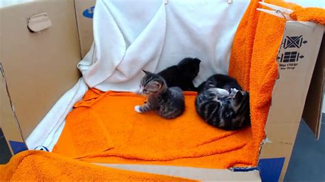 Kittencam 247 Kitten Live Stream Youtube