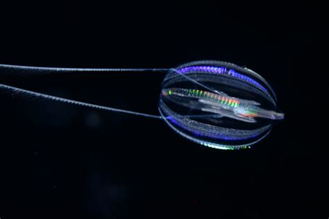 California Sea Gooseberry A C Image Eurekalert Science News Releases