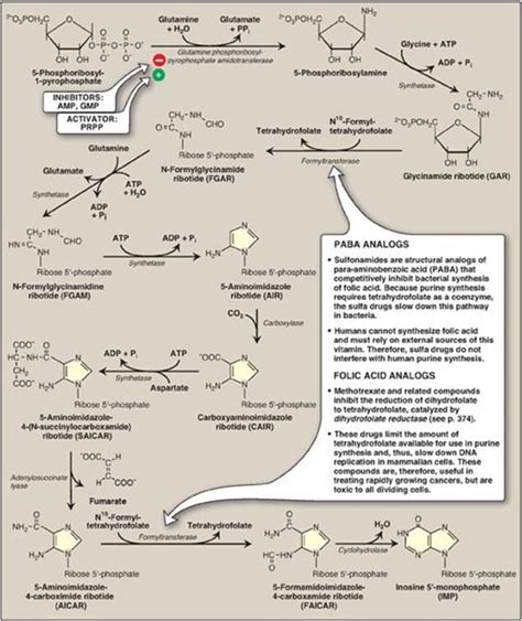 E Synthesis Of Adenosine And Guanosine Monophosphate