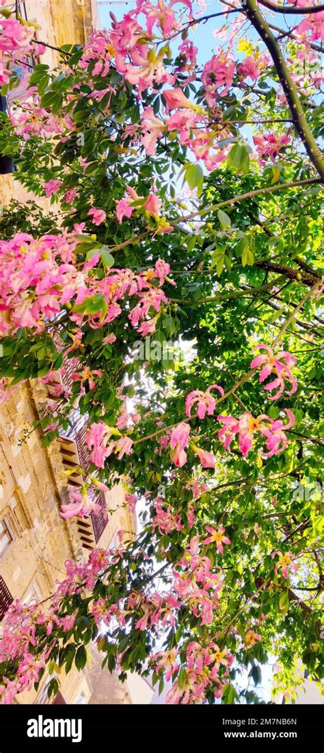 Flowering Silk Floss Tree Ceiba Speciosa In Cefalu Hi Res Stock