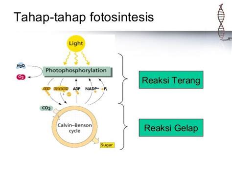 Reaksi Terang Dan Gelap Fotosintesis