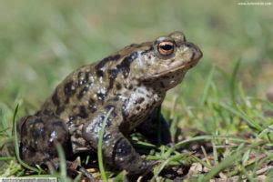 Common Toad Facts, Pictures & In-Depth Information For Kids & Adults