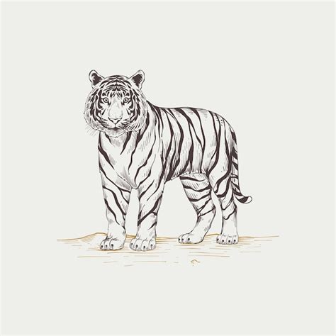 Free Vector Hand Drawn Tiger Outline Illustration