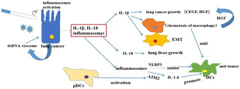 The Contrasting Roles Of Inflammasomes In Cancer Abstract Europe Pmc