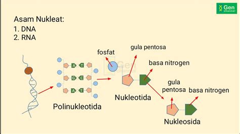 Substansi Genetika Perbedaan Dna Dengan Rna Youtube