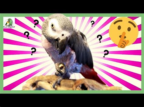 The Secret Life Of Naked Parrots YouTube