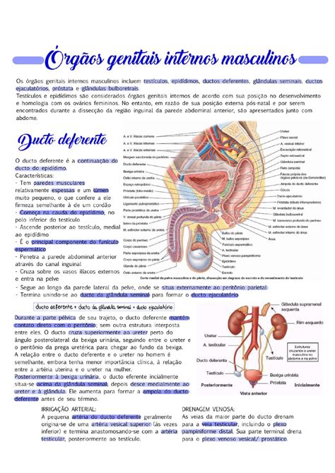 Rg Os Genitais Internos Masculinos Anatomia I