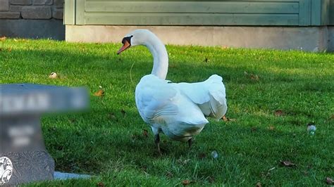 A Hungry Mute Swan Pecking At The Grass Youtube