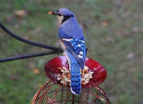 A Beautiful Blue Jay Eating Peanuts from a Bird Feeder Stock Photo ...