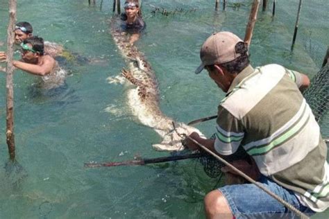 Buaya Masuk Perangkap Ikan Di Gorontalo Penyelamatannya Dramatis