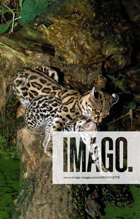 MARGAY CAT Leopardus Wiedii FEMALE CARRYING CUB IN MOUTH