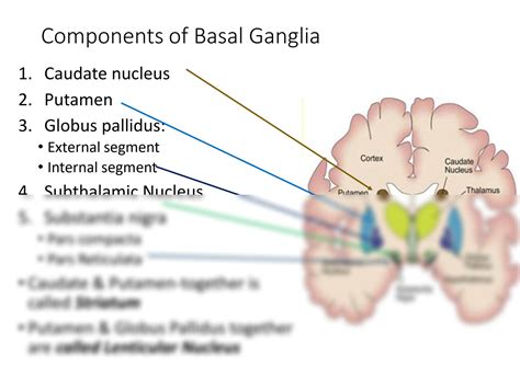 Solution Basal Ganglia Studypool