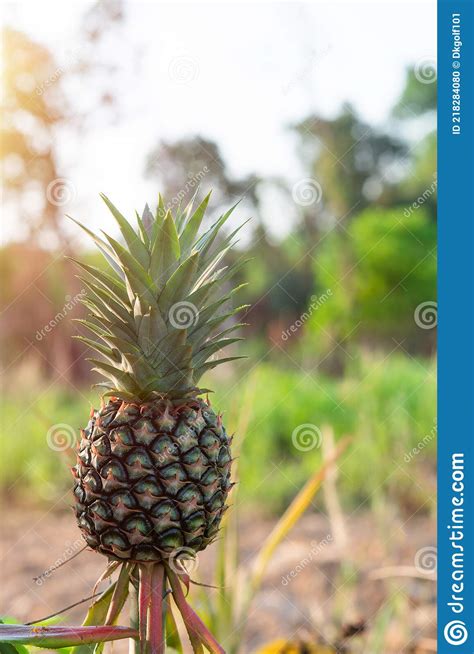 Pineapple Plantation Tropical Fruit Growing In Garden Stock Photo