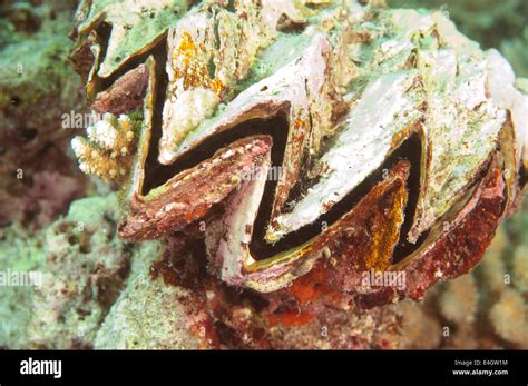 Giant clam shell hi-res stock photography and images - Alamy