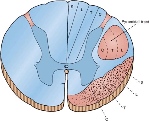 The Exteroceptive Sensations Neupsy Key