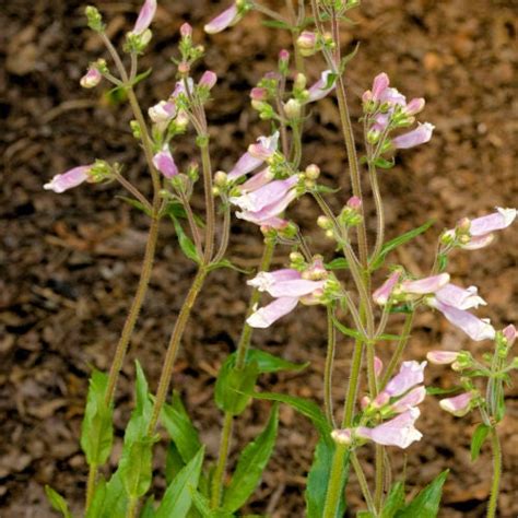 Eastern Gray Beardtongue Penstemon Canescens Native Plants Of