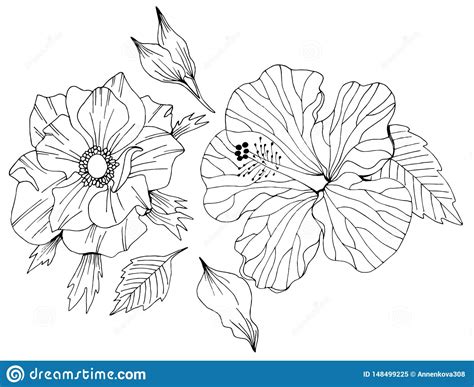 Grupo Do Vetor De Flores E De Folhas Tiradas M o Ilustração do Vetor