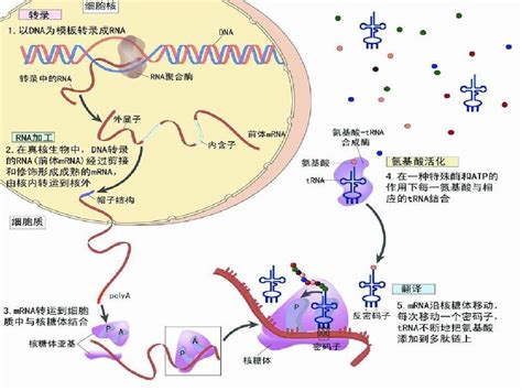 分子遗传学 5章 真核生物基因的表达调控word文档在线阅读与下载无忧文档