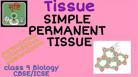 Simple Permanent Tissue Parenchyma Collenchyma Sclerenchyma Class 9 Cbse Icse Youtube