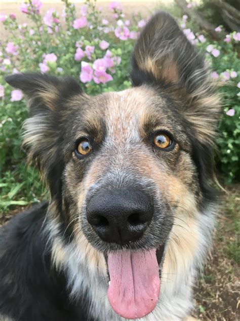 Puppy likes the flowers : r/pics