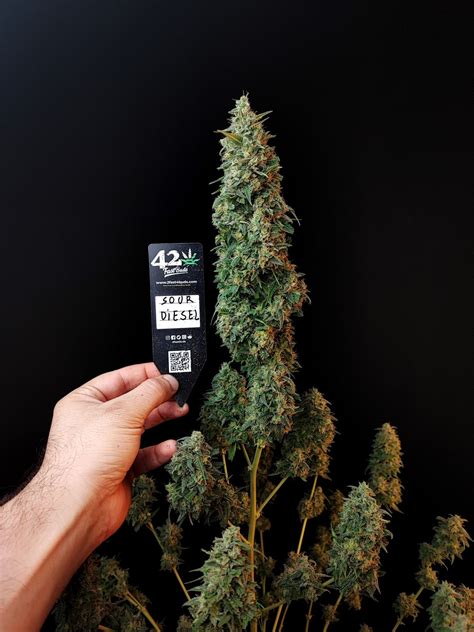 Buy Original Sour Diesel Auto Feminized Seeds By Fastbuds In America Stellar Seeds