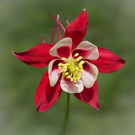 Columbine Flower Plant