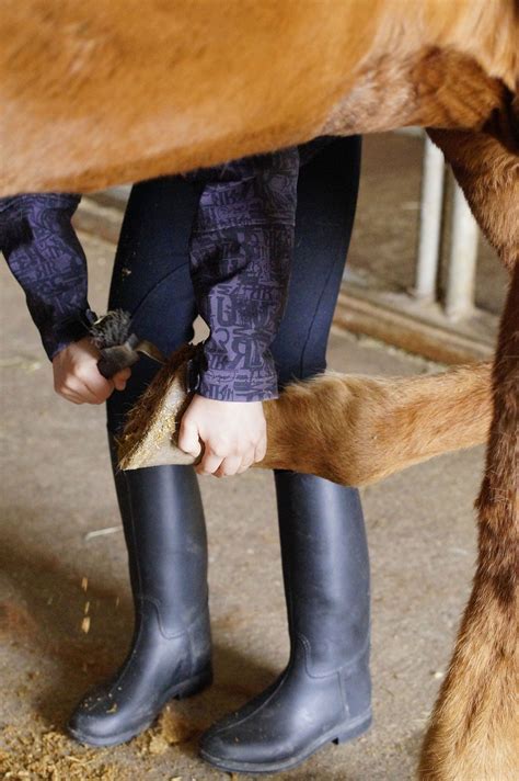 Hoof Abscess in Horses: Causes, Symptoms, Treatment, and Prevention ...